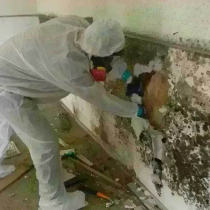 Mold Remediation and Removal in Navajo County, AZ